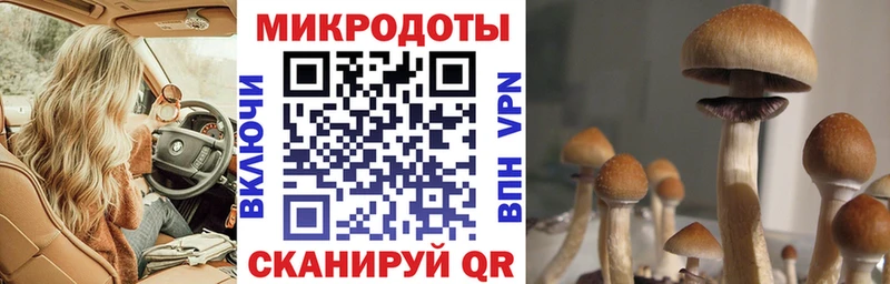 hydra   Цивильск  Псилоцибиновые грибы Psilocybine cubensis 